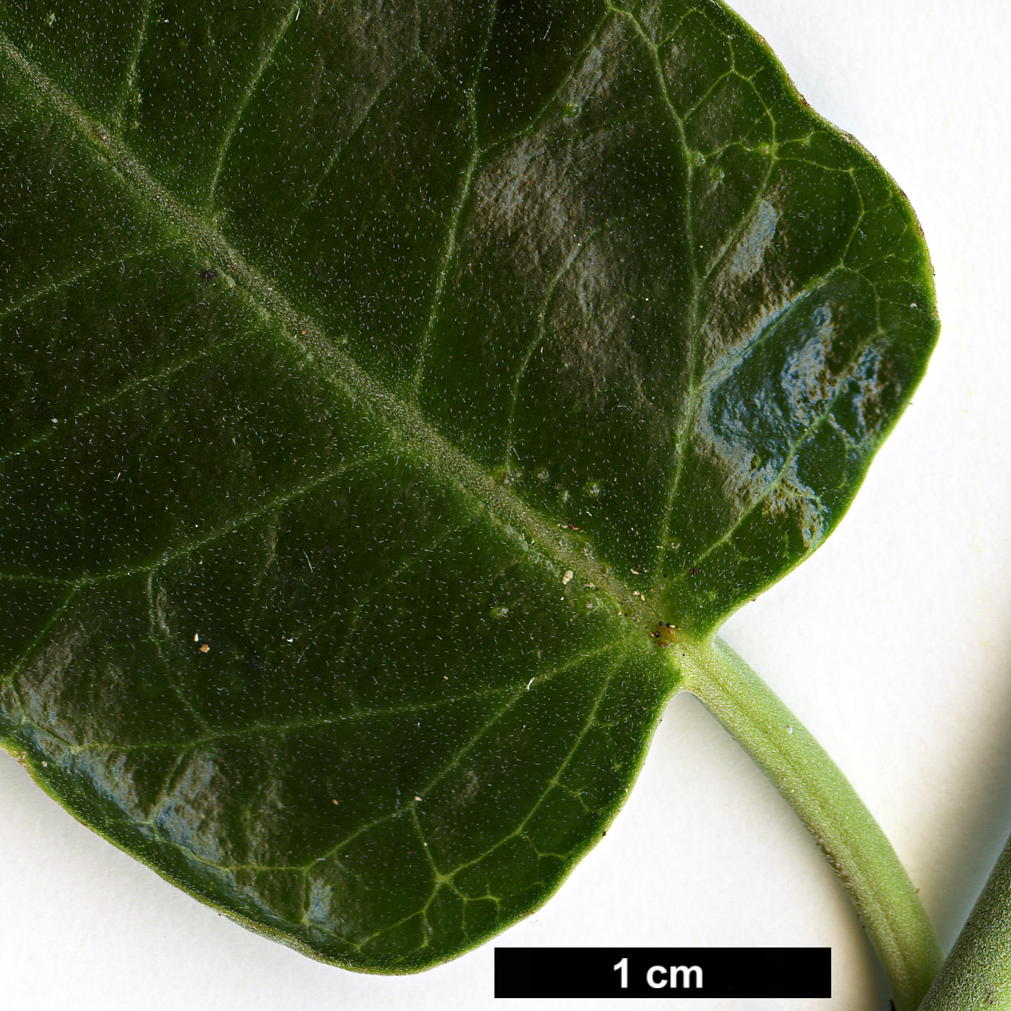 High resolution image: Family: Apocynaceae - Genus: Araujia - Taxon: sericifera